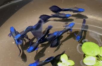 Combo 4 cặp guppy blue tazan trang trí thủy sinh ( tặng thức ăn )