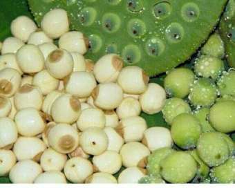 Hạt sen tươi đã tách vỏ 500g.