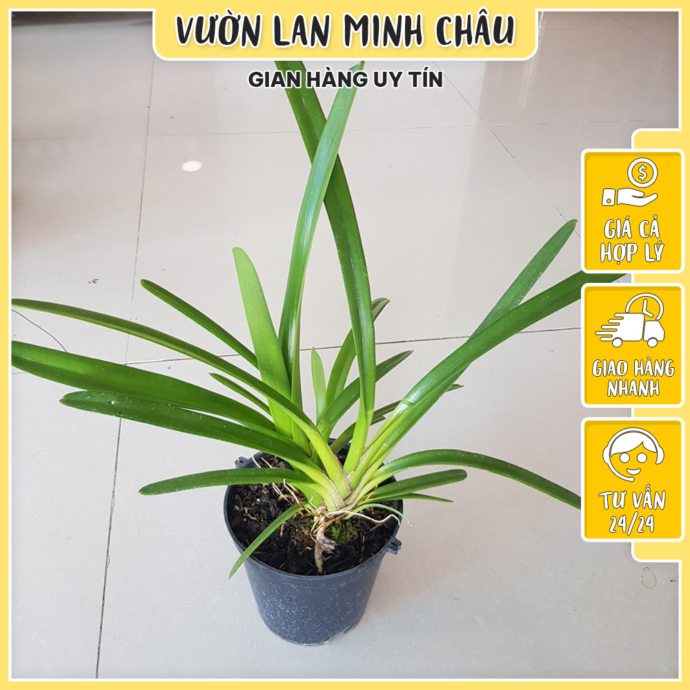 Hoa lan kiếm xanh huế màu chuẩn VƯỜN LAN MINH CHÂU cây giống hoa lan cực khỏe, được tuyển chọn từng cây tại vườn A02