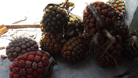 Quả dứa dại tươi