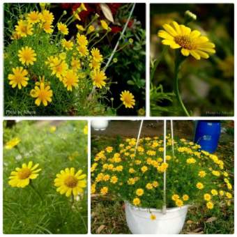 hạt giống hoa cúc sao băng - gói 0,2 gram