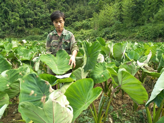 Cây giống khoai sọ bở ngọt (khoai môn ngọt) - cây giống to củ size mẹ