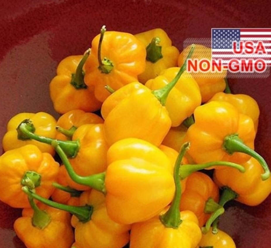 5 Hạt Giống Ớt Siêu Cay Caribbean - Scotch Bonnet tặng kèm kích mầm