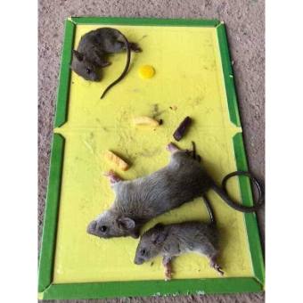 Combo 10 tấm keo siêu dính chuột - gián diệt chuột hiệu quả chính hãng Đại Việt bẫy dính chuột dính ruồi cao cấp diệt chuột tận gốc diệt chuột trong nhà an toàn