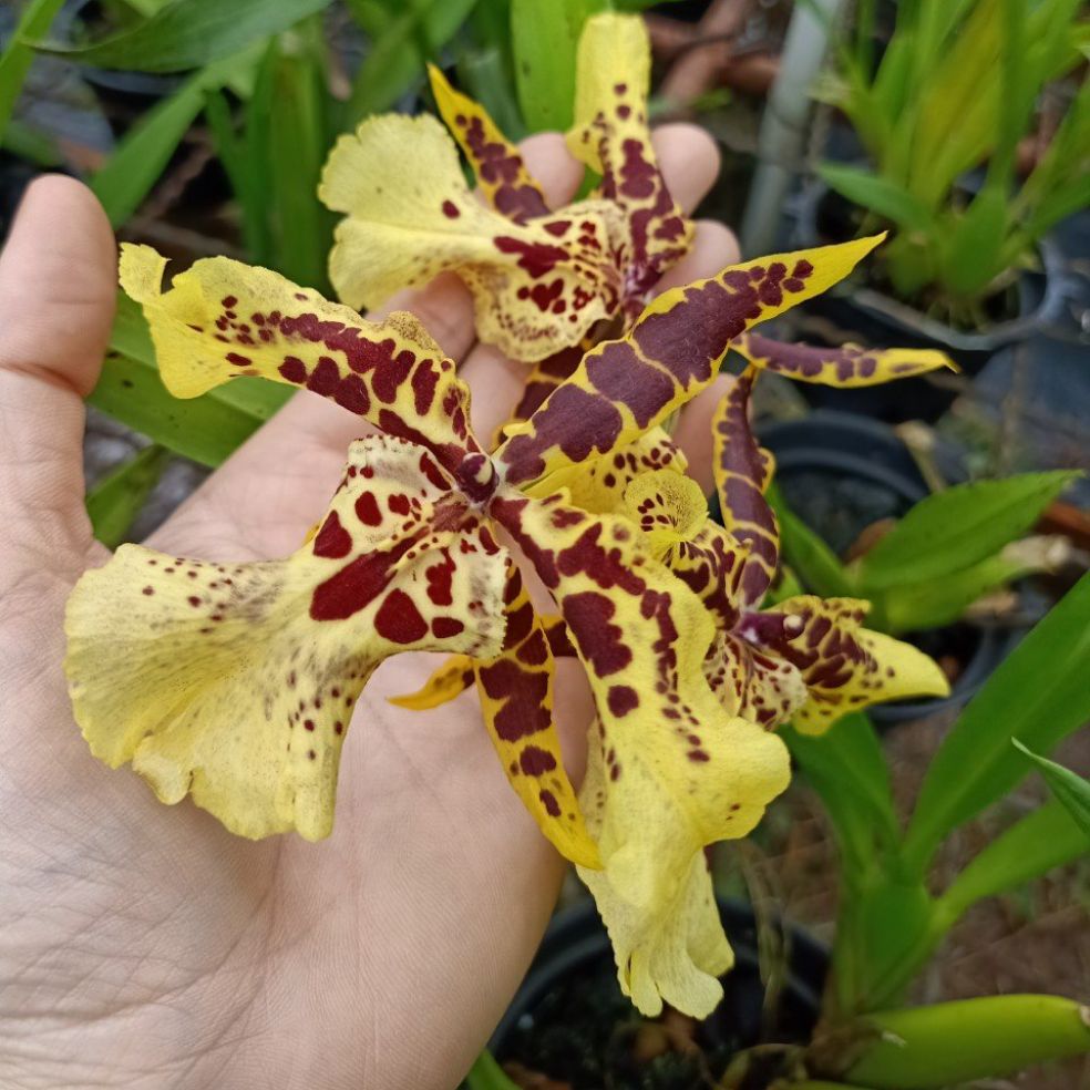 Hoa lan vũ nữ lai FL