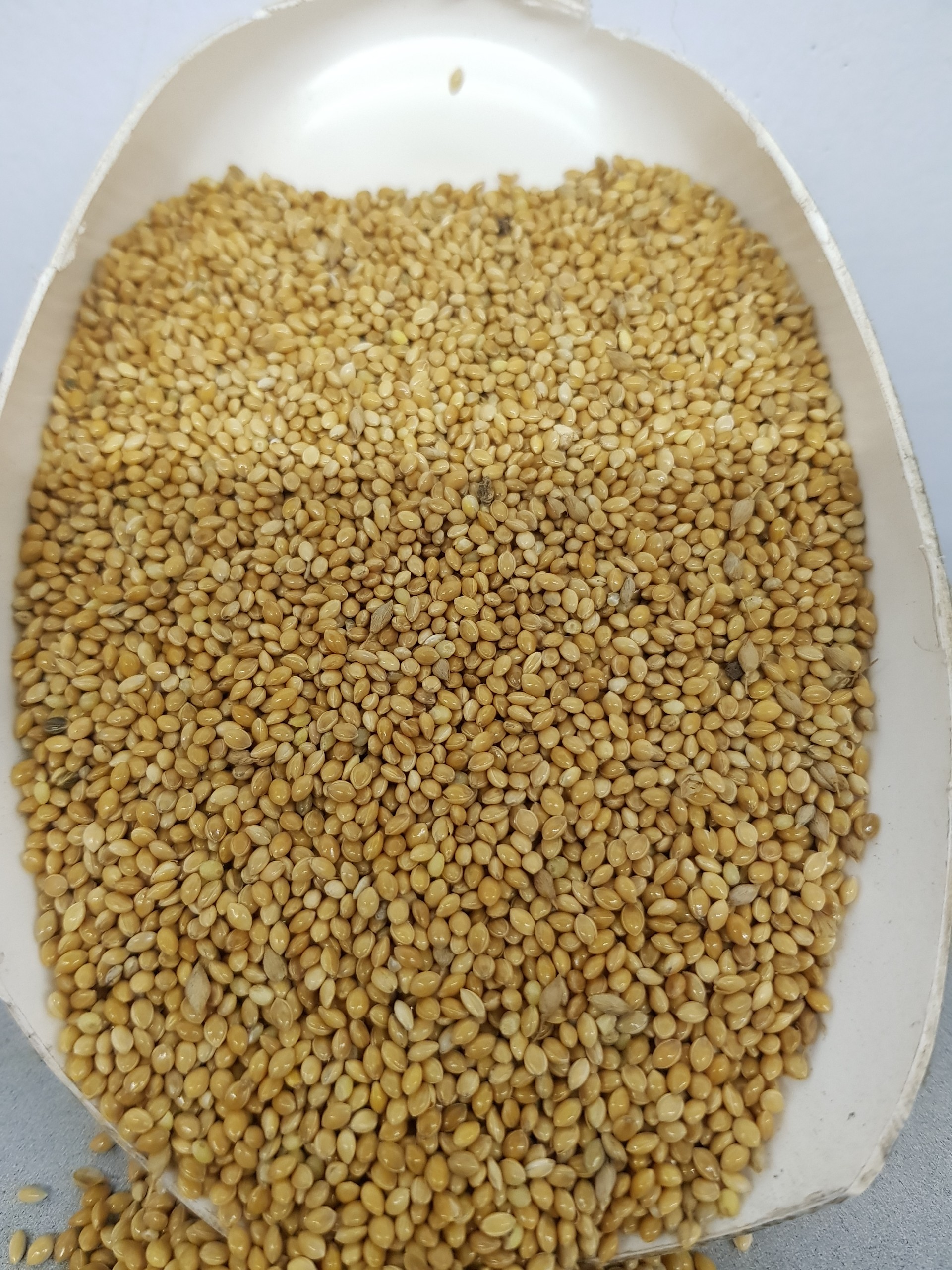 Kê vàng bóng hạt to đóng gói 500g - 1kg