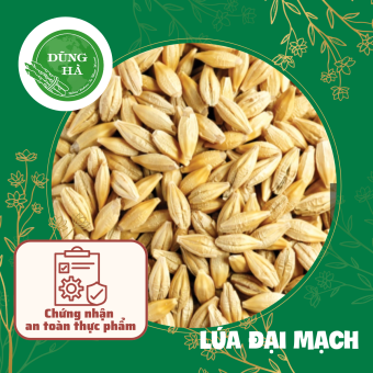Lúa đại mạch hàng chất lượng
