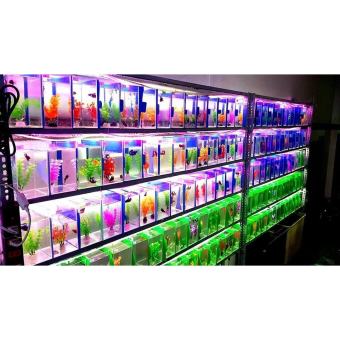 ((GHTK)) Bể Cá mini Hồ Show cá Betta & Guppy dán giấu keo, dán đế, mài cạnh siêu đẹp