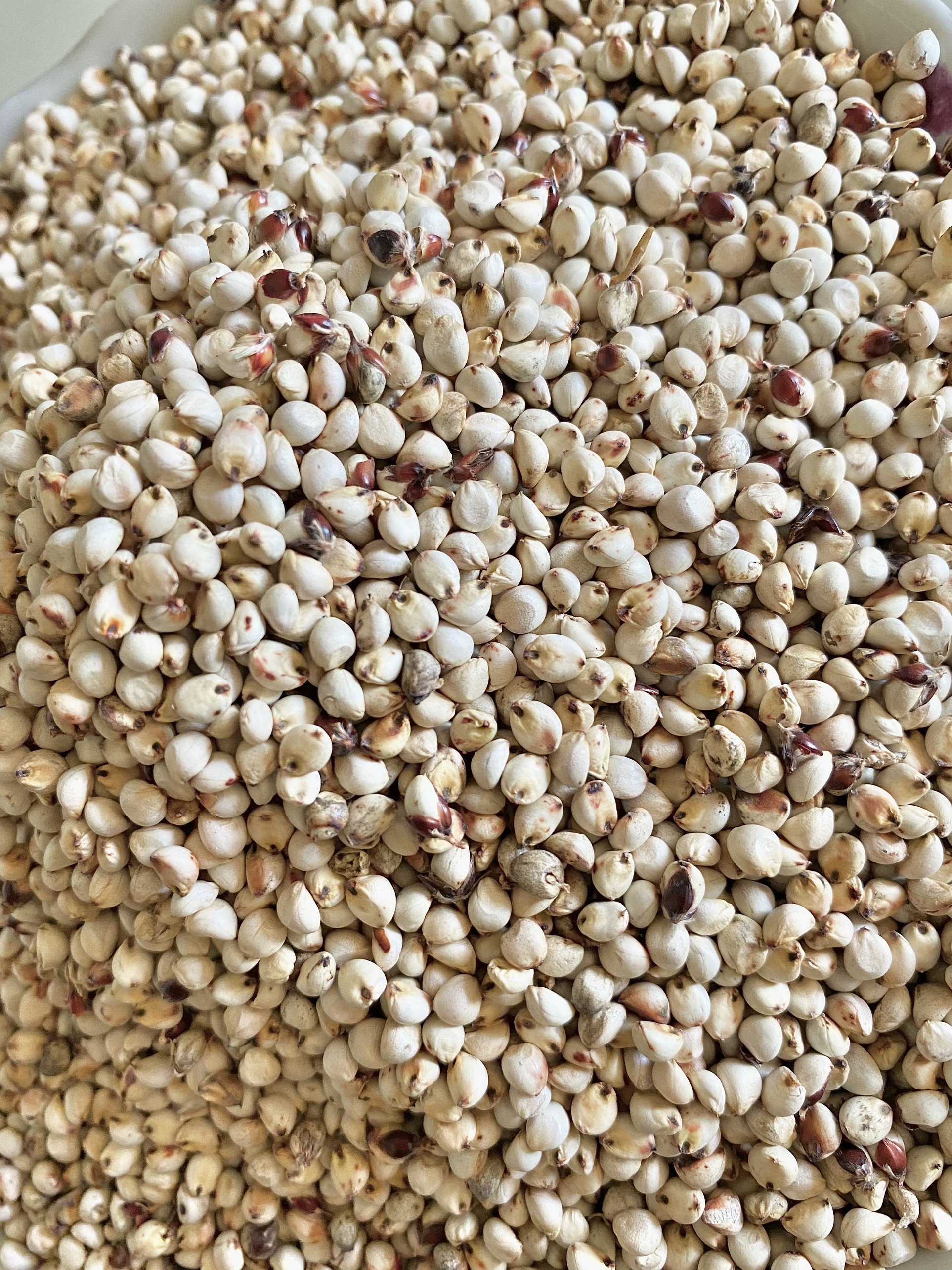 1kg bobo trắng cho chim hamster, vẹt, cu gáy và các loại chim, thú cưng ăn hạt khác