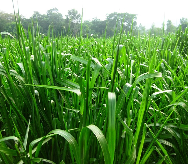 Hạt giống cỏ chịu ngập ubon paspalum - gói 100 gram
