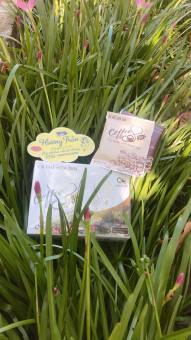 CAFE GIẢM CÂN CQ SLIM COFFEE HỘP 10 GÓI - Cà Phê cq Slim 3in1