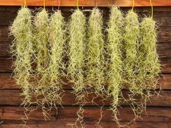 cây không khí tóc tiên