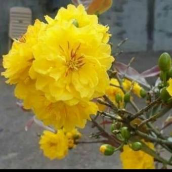 CÂY GIỐNG MAI VÀNG CÚC THỌ HƯƠNG tặng 2 cây chè xanh