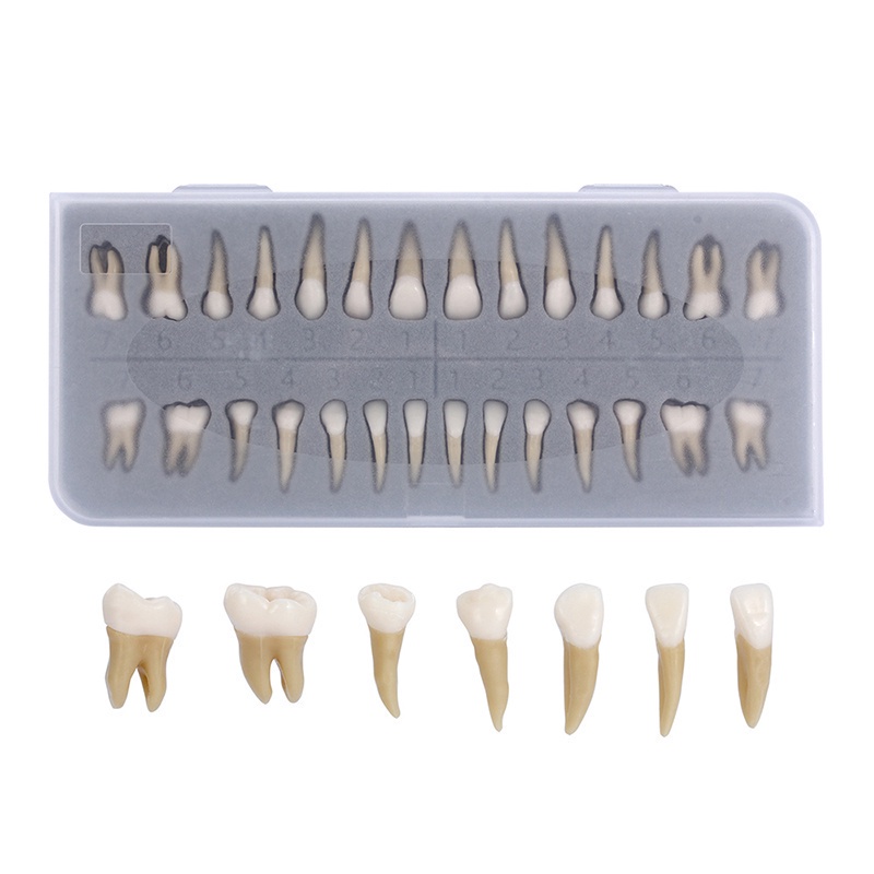 Gambar 28Pcs Resin Teeth Model Adult 11 Permanent Teeth Dental Model School Teaching Equipment