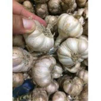 1Kg Tỏi Hải Dương Việt Nam