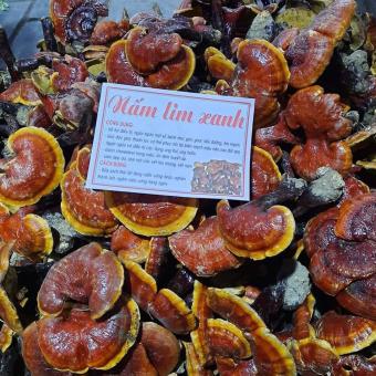 NẤM LIM XANH CHUẨN RỪNG TÂY BẮC(1.500k/1kg)