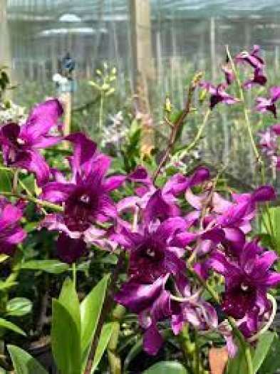 denro nắng lưỡi bò tím cây giống to khỏe