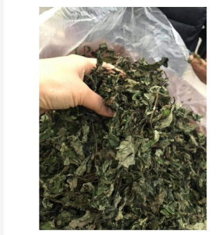 Lá đắng khô 1kg hàng chuẩn thơm ngon (lá dạ dày, lá rau rừng khô xanh mướt đẹp)