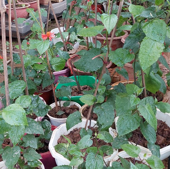 Bầu giống cúc leo đỏ - Hoa leo giàn nở quanh năm - Đơn hàng 100k tặng đầu tưới nhỏ giọt tự động gắn chai nước