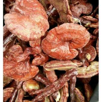 1kg nấm linh chi đỏ