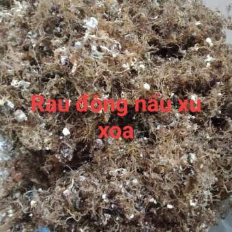 [HCM]100gr rong biển( Rau đông) nấu xu xoa - Đảo Lý sơn Quảng ngãi