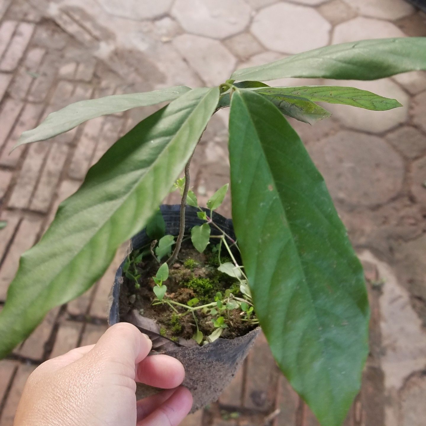 Hoa hoàng lan đẹp thơm quý hiếm kèm phân bón trọn đời - Số lượng có hạn