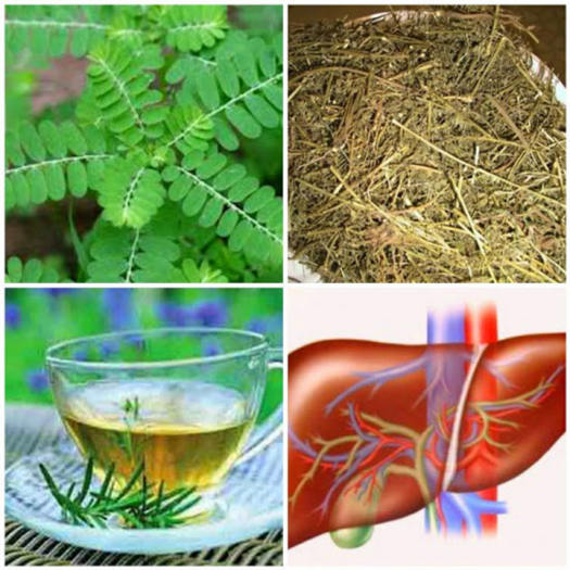 Lợi ích sức khỏe khi sử dụng cây chó đẻ răng cưa