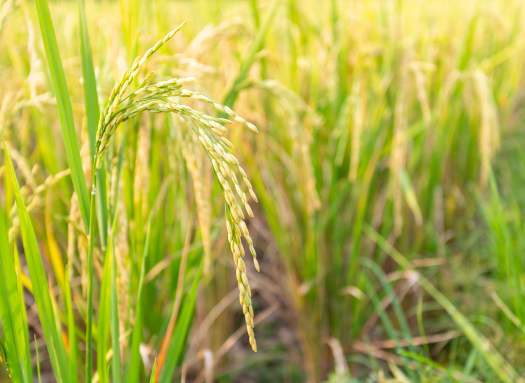 LÚA THÓC TRÒN CHO CHIM BỒ CÂU / GÀ ĂN 1KG