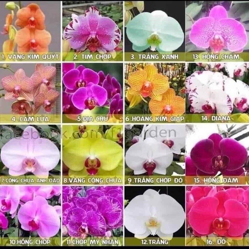 Cây giống lan hồ điệp cốc đại