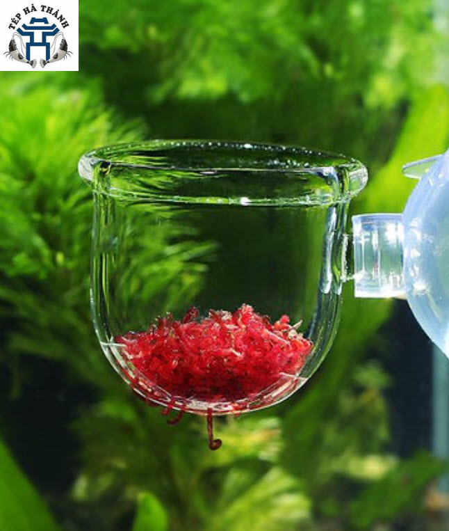 Cốc đựng giun cho cá ăn - cốc đựng giun dán bể kính