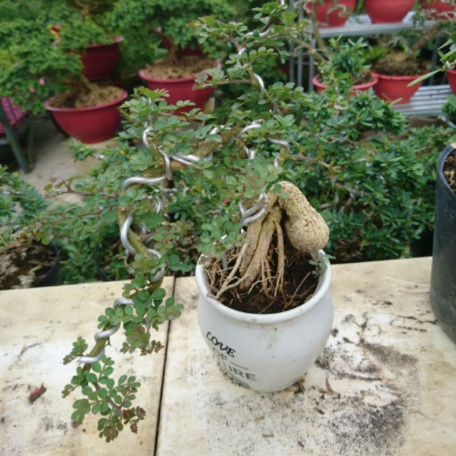Cây cần thăng bonsai - Hoa kiểng Nguyễn Lộc- Cây giống chất lượng cao