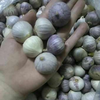 1KG TỎI CÔ ĐƠN TA CHUYÊN LÀM TỎI ĐEN