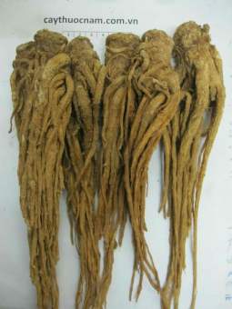 300g sâm quy ( sâm đương quy)