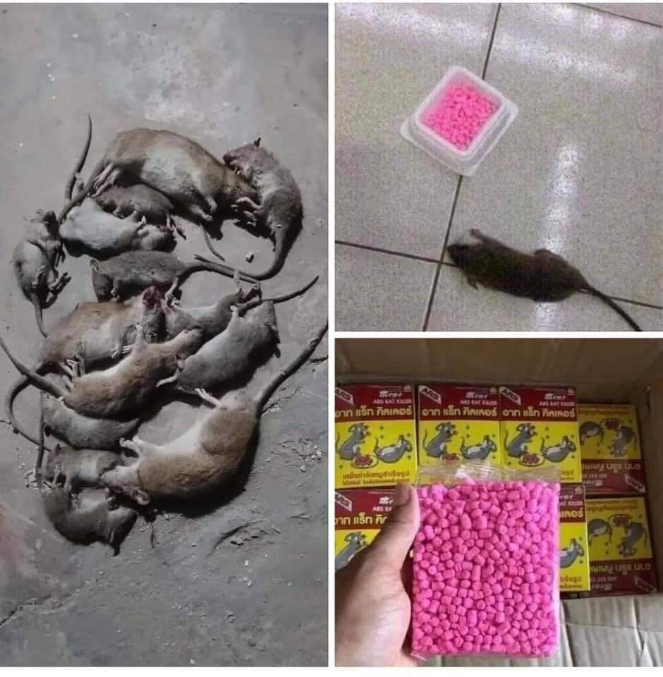 Thuốc diệt chuột thái lan siêu hiệu quả