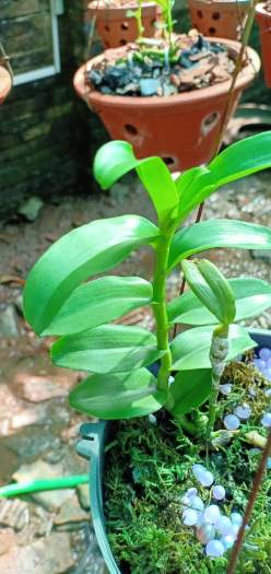 Hoa phong lan - ám lá nhựa địch quả( cao 25cm, bộ rễ khỏe, trồng thuần tự nhiên)