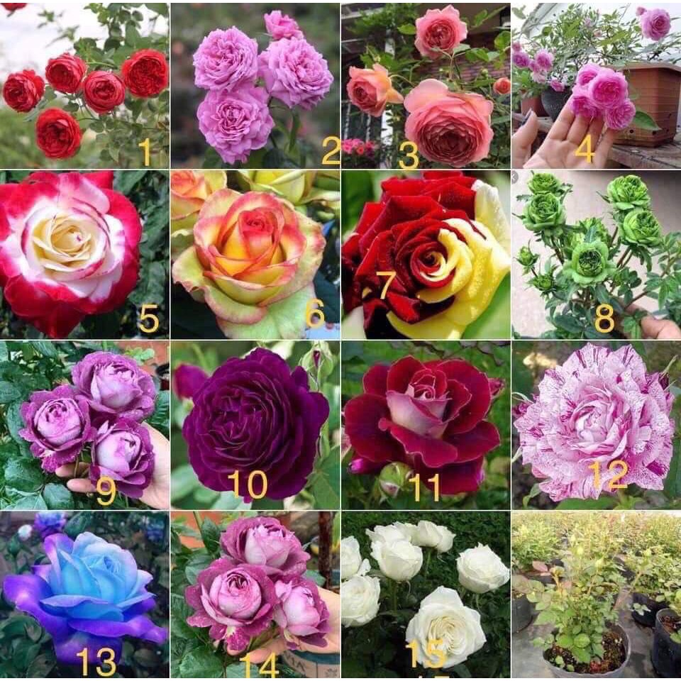 Cây giống hoa hồng thân bụi rễ trần đủ màu