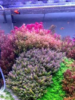 Cây thuỷ sinh Rotala Pearl - Vảy ốc ngọc trai