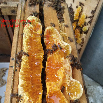 Mật ong hoa xuyến chi hoa cỏ kim mật ong nguyên chất của Hà Giang