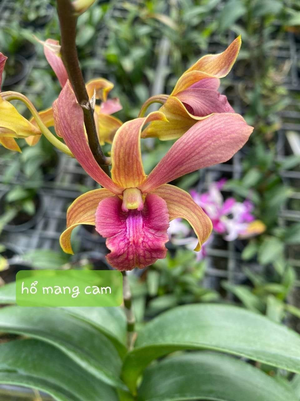 Hoa lan denro hổ mang cam