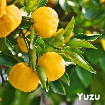 Tinh dầu quýt Nhật Yuzu Essential Oil