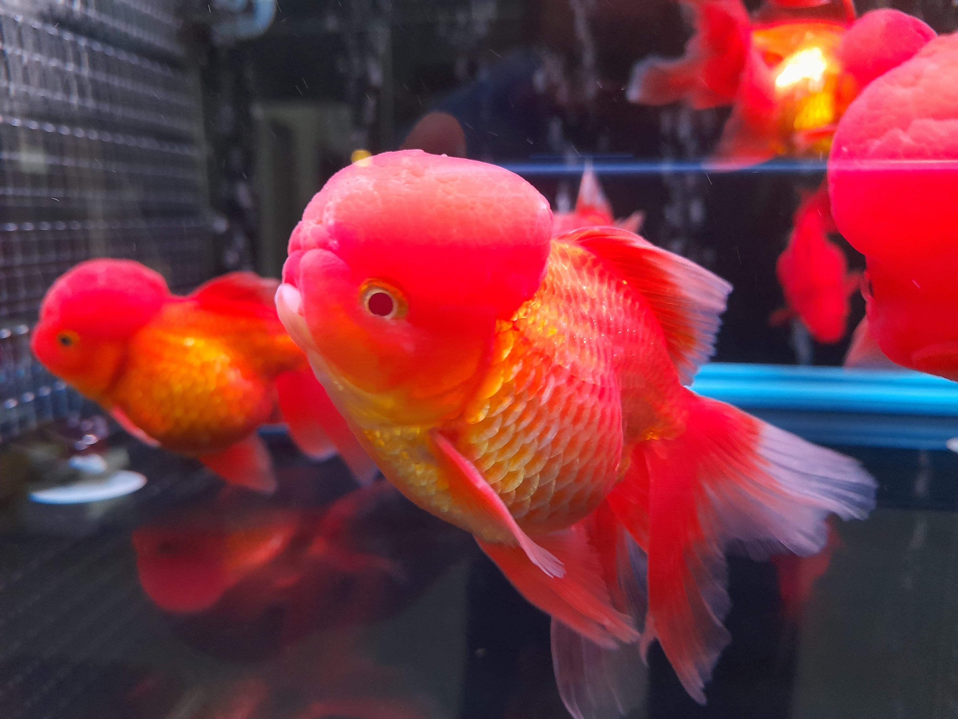 Offer Grade Size L Short Body Ryukin Goldfish 等级短身琉金金鱼 Lazada
