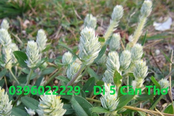 cây nở ngày đất phơi khô 1 ký hàng sạch đẹp