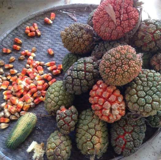 Quả dứa dại tươi