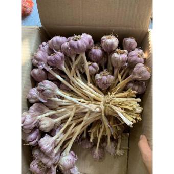 Tỏi tím ta 3kg loại 1, Kinh Môn Hải Dương, tỏi tía bắc