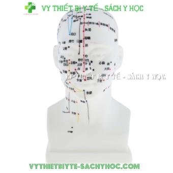 Mô Hình Đầu Châm Cứu