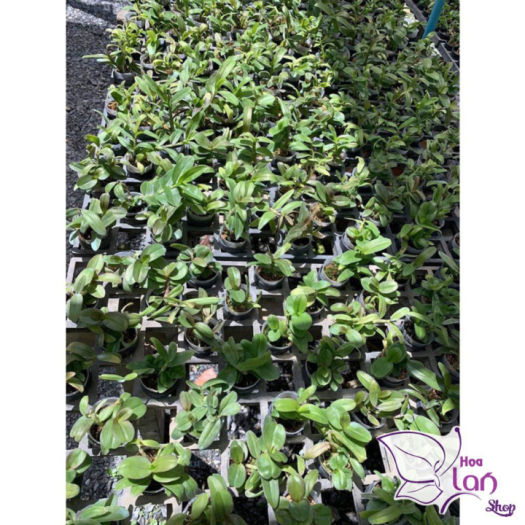 Lan Phi Điệp  *Mua 3 Tặng 1*  Lá Mít Thân Thủ [ Cây Giống ]