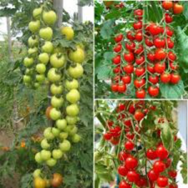 Bộ 2 Túi Hạt Giống Cà Chua Chuỗi Ngọc F1. Mỗi Túi 30 Hạt - Dinh Dưỡng Cao - Dễ Trồng .