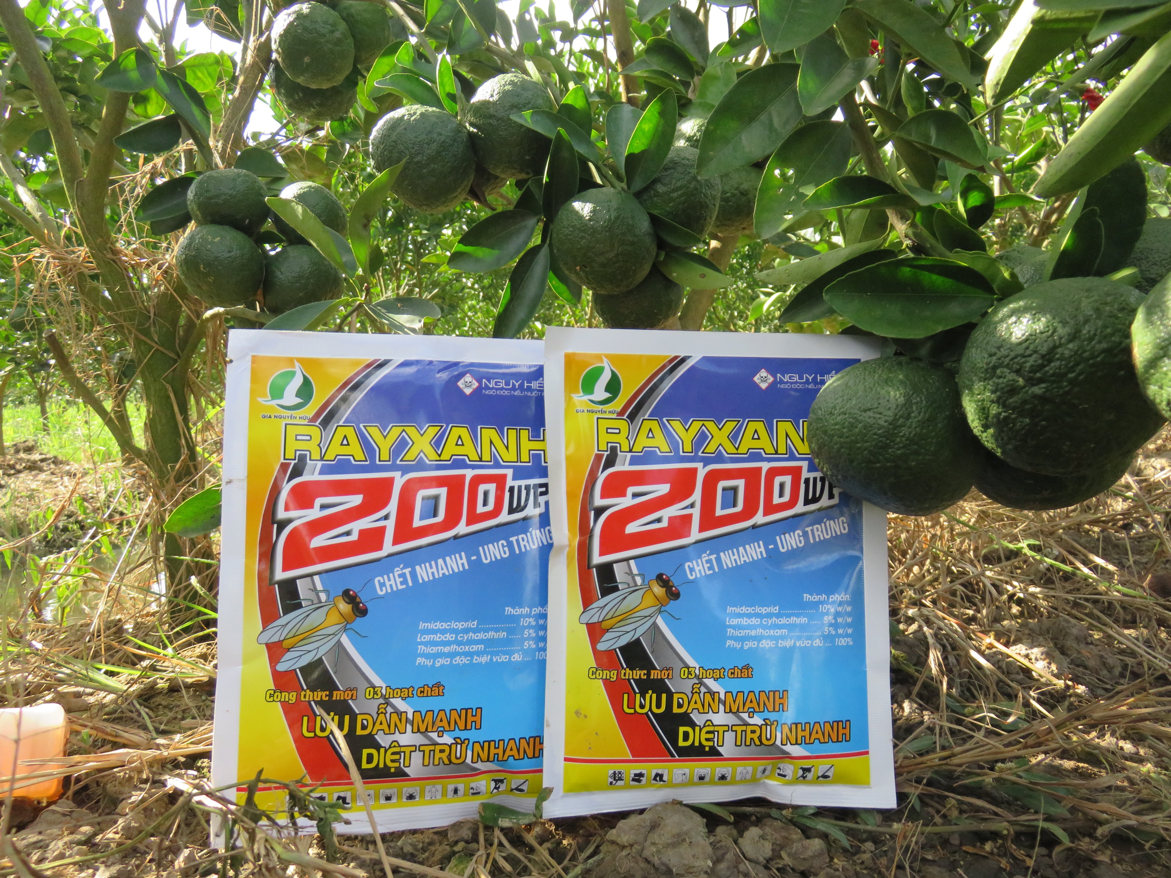 Rayxanh 200wp - côn trùng chích hút, rầy xanh. rầy nâu, rầy mềm, rệp sáp, rệp vảy
