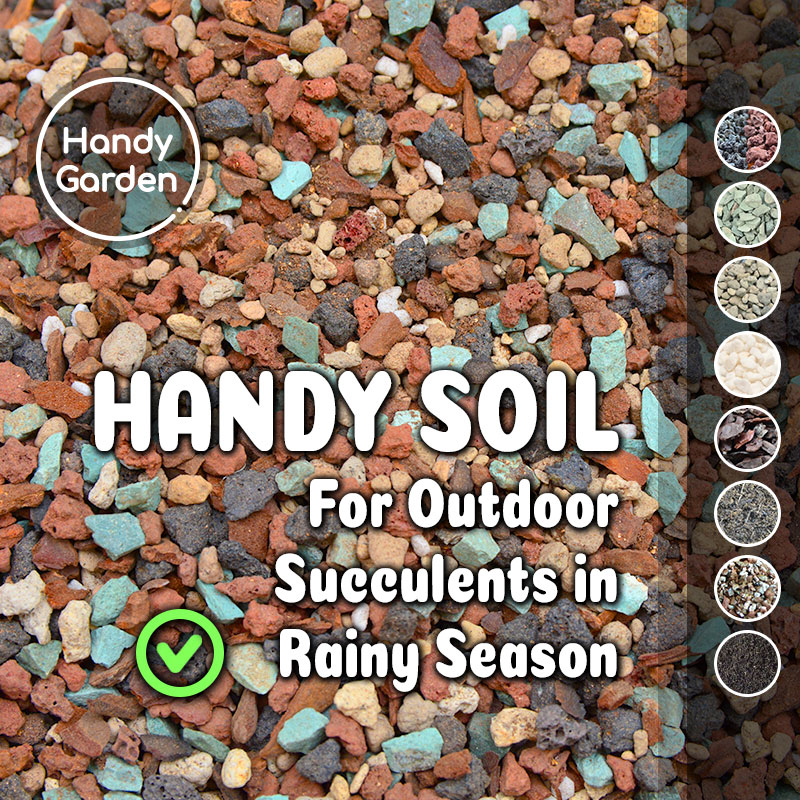 Handy Soil - Đất Trồng Sen Đá Mùa Mưa Sài Gòn, Xương Rồng - Sen Đá lên màu rực rỡ khi trồng ngoài trời full nắng mưa | Handy Garden