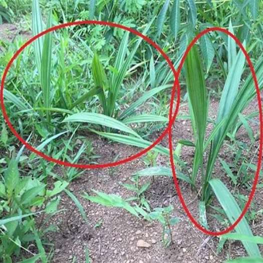 Sâm Cau Đen Tươi Giải Pháp Vàng Cho Sức Khỏe Của Bạn